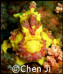 the most beautiful frogfish i have ever seen.

took thi... by Chen Ji 